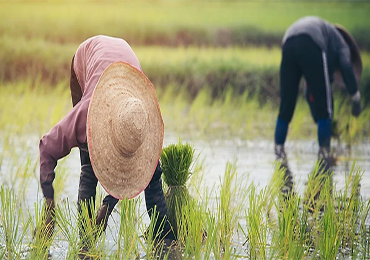 Not afraid of rain? What kind of bio-based herbicide adjuvant is this!